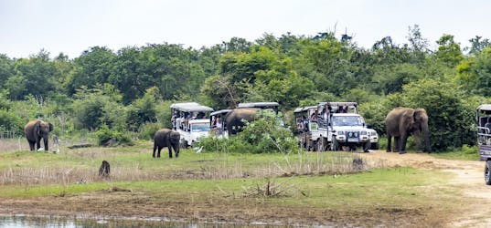 Safari privé au parc national d’Uda Walawe depuis la région de Bentota